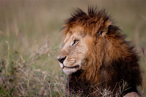 African Lion Free Stock Photo