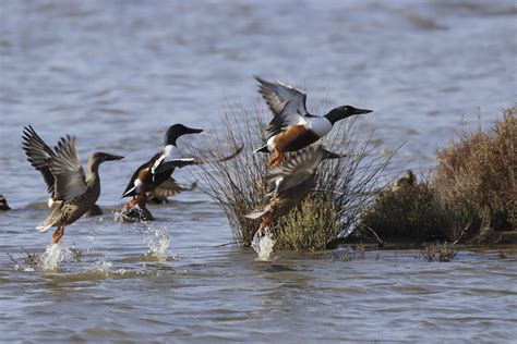 Img A Canards Souchets Jean Louis Capgras Flickr