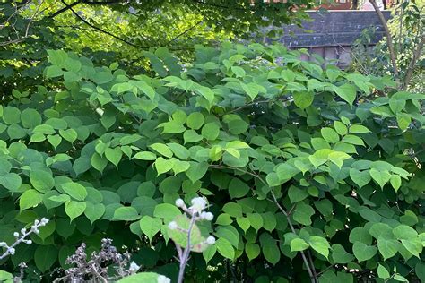 How To Identify Knotweed Tips For Accurate Identification The Daily