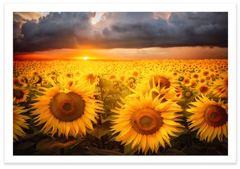 Sunflower Sunset - TZ Prints - Fine Art Photography