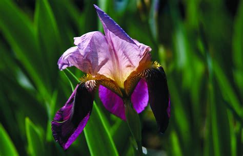 Trädgårdsiris Iris Germanica Indian Chief Sveriges Trädgårdsmästare