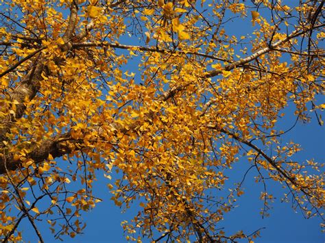 Kostenlose foto Baum Natur Ast blühen Himmel Sonnenlicht Blatt