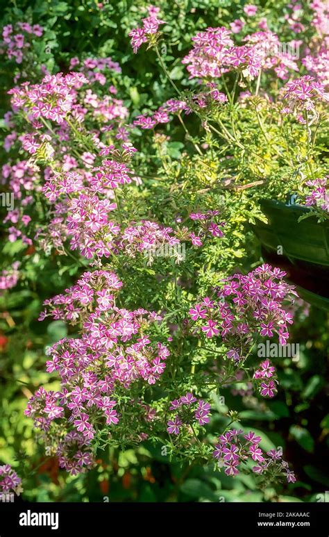 Verbena Aphrodite Hi Res Stock Photography And Images Alamy