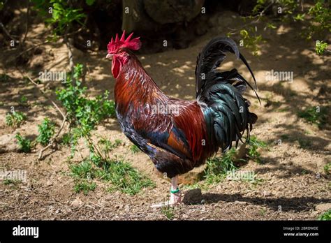 Dorking Rooster Dorkings Are An Old English Chicken Breed Stock Photo