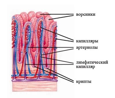 Продукты очищающие кишечник | Советы по выбору продуктов и составлению меню