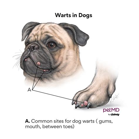 How Is Papilloma In Dogs Treated