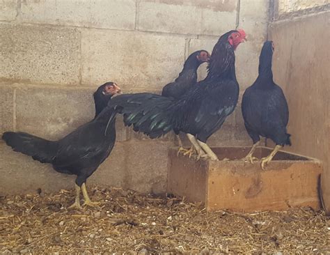 Dark Aseel (Asil) Chicken - Chicks for Sale | Cackle Hatchery®