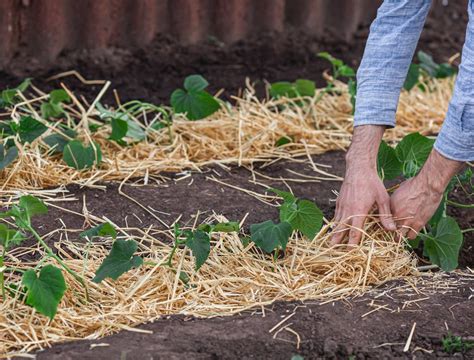 How To Correct Compacted Soil