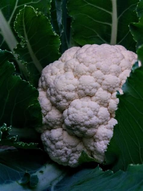 Top 10 Cauliflower Producing States In India Agriculture Review