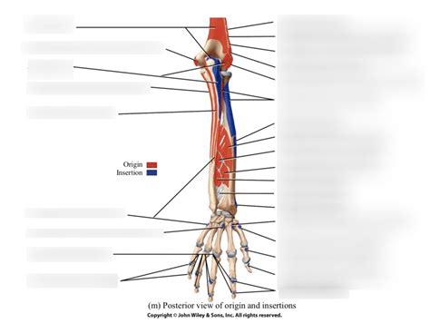 Forearm Posterior Origins And Insertions Diagram Quizlet