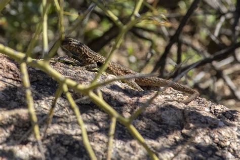 Common Side Blotched Lizard From Maricopa County Az Usa On February