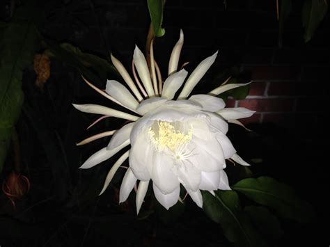 What Flower Only Blooms Every 7 Years