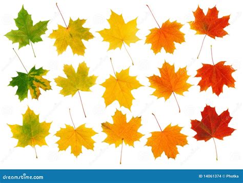 Fall Maple Leaves Stock Images - Image: 14061374