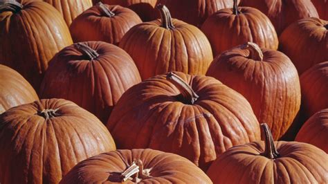 Things You May Not Know About Pumpkins History