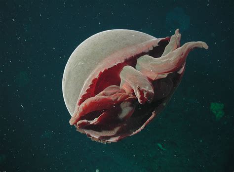 30 фото медуз — самых невероятных морских обитателей