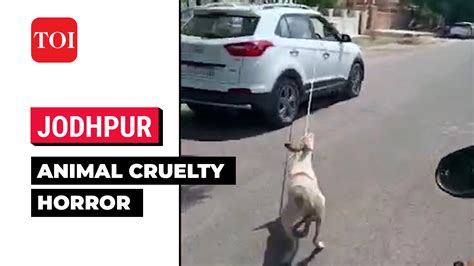 Viral Jodhpur Doctor Chains Dog To His Car Drags Him Around City