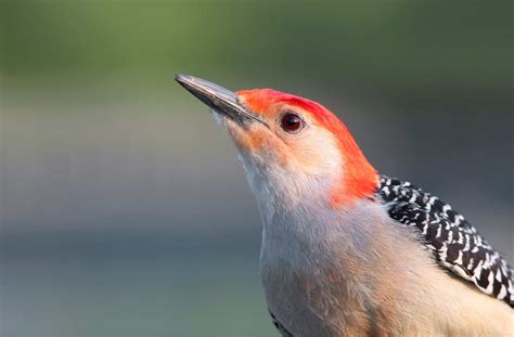 Ohio Woodpecker Identification Chart