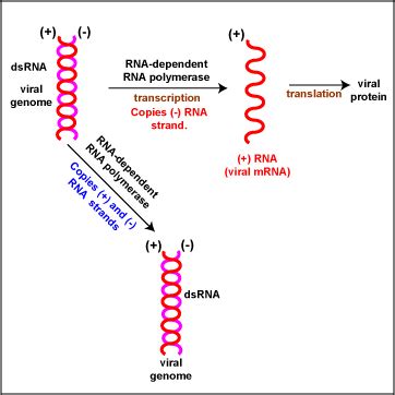 Biol Lecture Guide Production Of Viral Mrna From A Dsrna Viral Genome