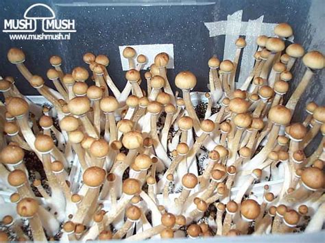 Psilocybe cubensis Ecuador GATUNKI i ODMIANY ENTEOGENNYCH GRZYBÓW