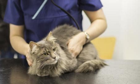 how to know if cat has cancer