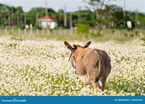 Donkey Daisies Field among Flowering Daisies Stock Image - Image of ...