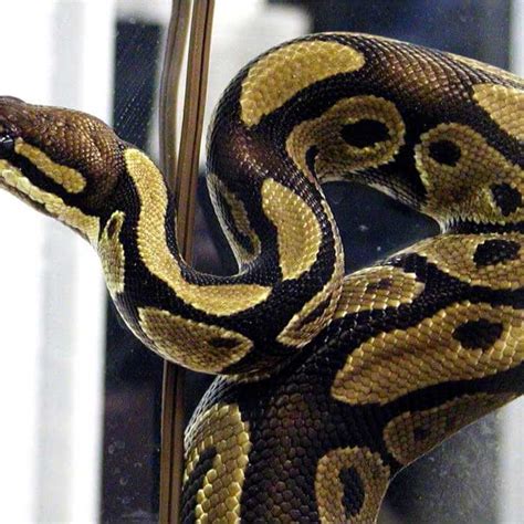 beautiful ball python pictures  gallery  stunning python regius
