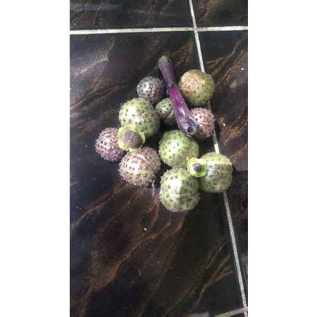 Jual Buah Kecubung Wulung Ungu Isi 9 Shopee Indonesia