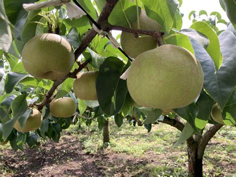 梨が大きくなってきました！！｜大時果樹園 栃木県宇都宮市の梨・ぶどう農園