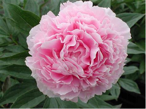 Bujor Lactiflora Pecher(Paeonia Lactiflora Pecher)