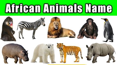 African Animals African Animals Name African Animals For Kids