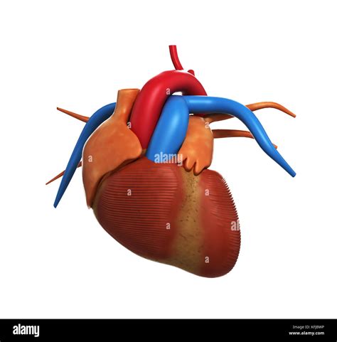 Anatomie du coeur humain du coeur humain isolé sur rendu blanc 3D Photo