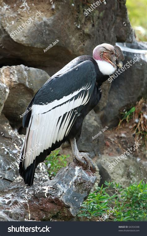 The Andean Condor (Vulture Gryphus) Is A Large Black Vulture With A ...