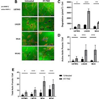 Invadopodia Formation Activity Is Enhanced In Gbm Cells Treated With