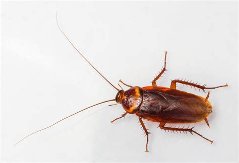 How to Identify Roaches Around Your Home