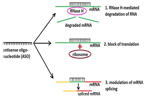 Mechanism Of Action Of ASOs ASOs Influence Gene Expression Through