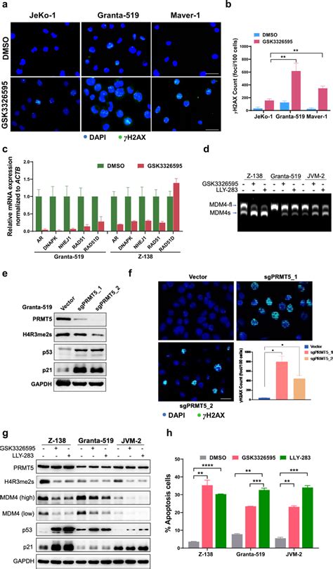 Prmt Inhibition Or Depletion Induces Accumulation Of Dna Damage In