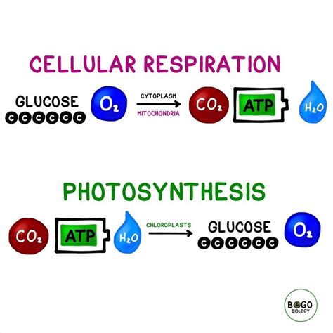 Photosynthesis vs Cellular Respiration Equations | Photosynthesis ...