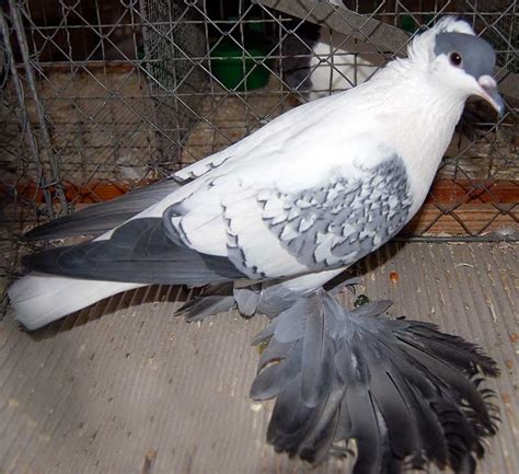 Saxon Swallow Sächsische Schwalbe Pigeons Fall