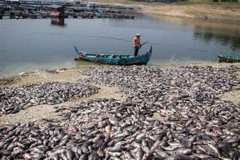 BKIPM Ikan Mati Di Kedungombo Karena Sedimentasi Yang Parah Radio