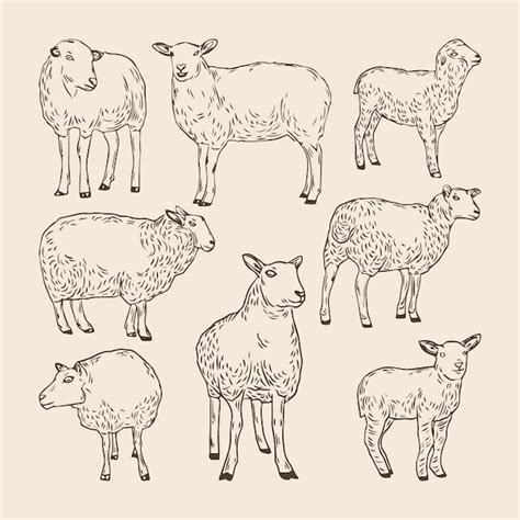 Premium Vector Set Of Hand Drawn Sheep Collections