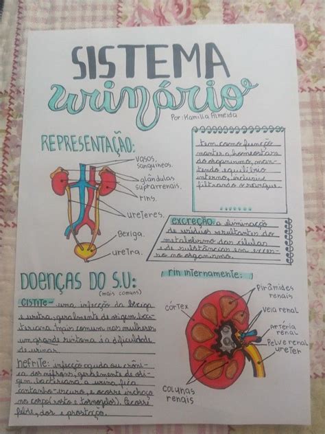 Mapa mental sobre o sistema urinárioDesenho do sistema urinárioDesenho