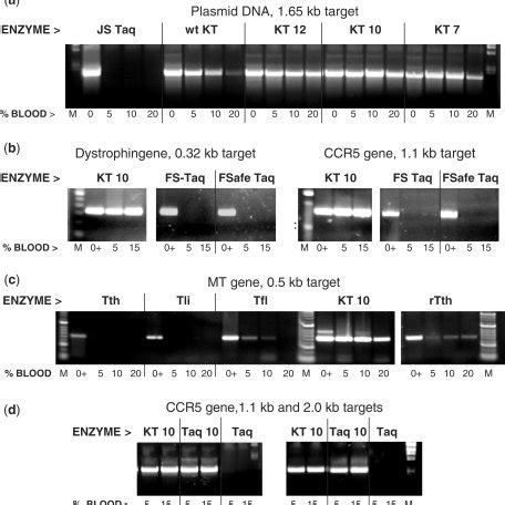 (PDF) Mutants of Taq DNA polymerase resistant to PCR inhibitors allow ...