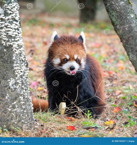 Cute Red Panda Living in a Zoo in Japan with Tree Branch and Ground