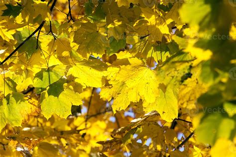 fresh yellow foliage maple 9753485 Stock Photo at Vecteezy