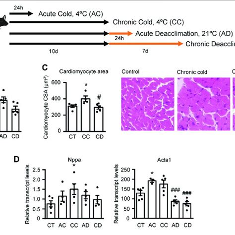 Chronic Cold Induces Cardiac Hypertrophy And Deacclimation Reverses