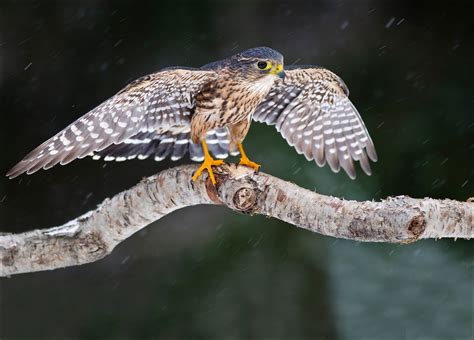 Download Animal Falcon Hd Wallpaper