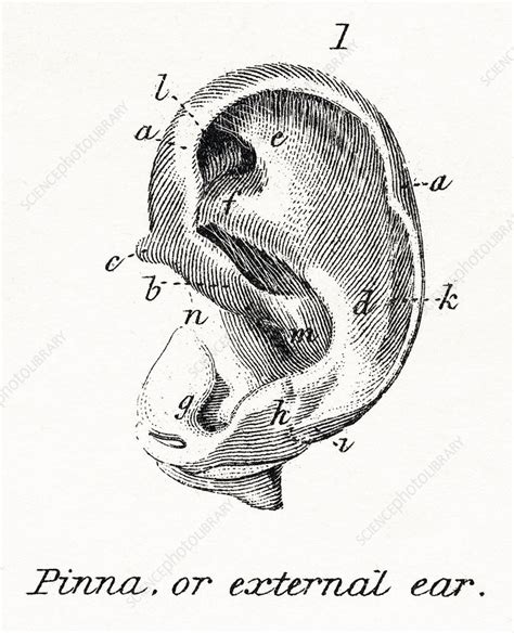 Human ear, illustration - Stock Image - C053/4988 - Science Photo Library