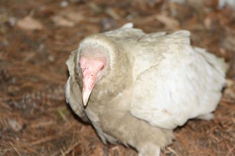 Rebecca's blog: Albino Turkey Vulture