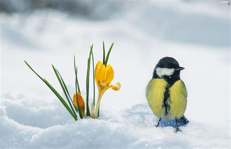 Winter Birds Wallpapers Top Free Winter Birds Backgrounds