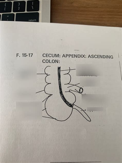 Appendix Labeling Diagram Quizlet